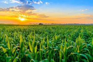 Incapacidad Permanente Peón Agrícola Badajoz y Cáceres